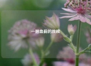 一捆血蓟的救赎